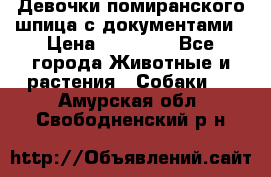 Девочки помиранского шпица с документами › Цена ­ 23 000 - Все города Животные и растения » Собаки   . Амурская обл.,Свободненский р-н